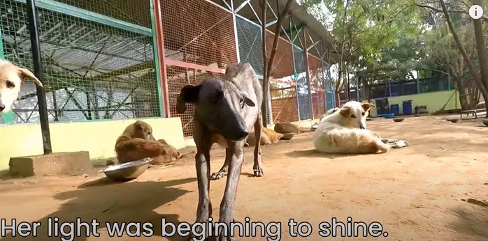 少しずつ回復する犬