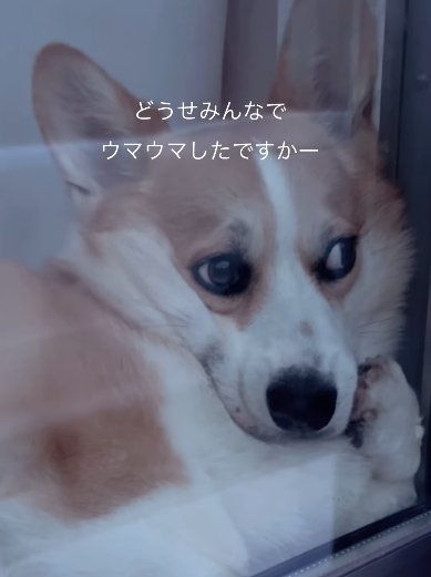 拗ねた表情で目線を合わせようとしないコーギー