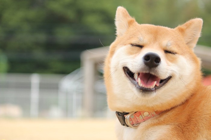 耳横向き、目を細めた柴犬
