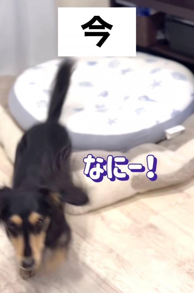 呼びかけに反応して走ってくる犬