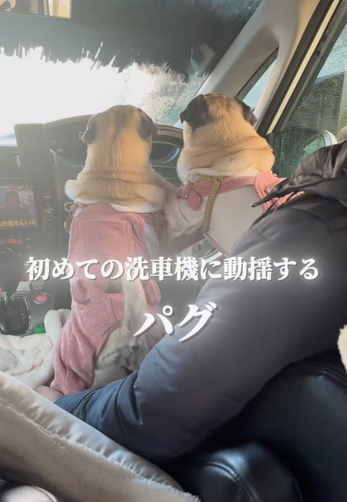 運転席の犬