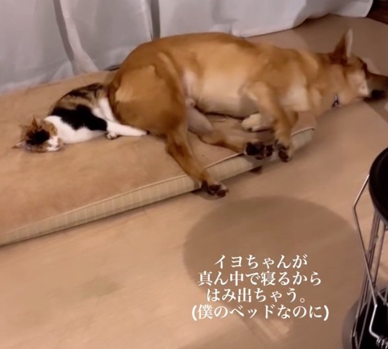 ベッドからはみ出す犬