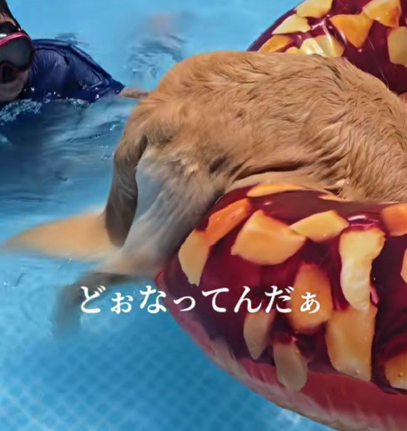 おしりだけ残ってる!