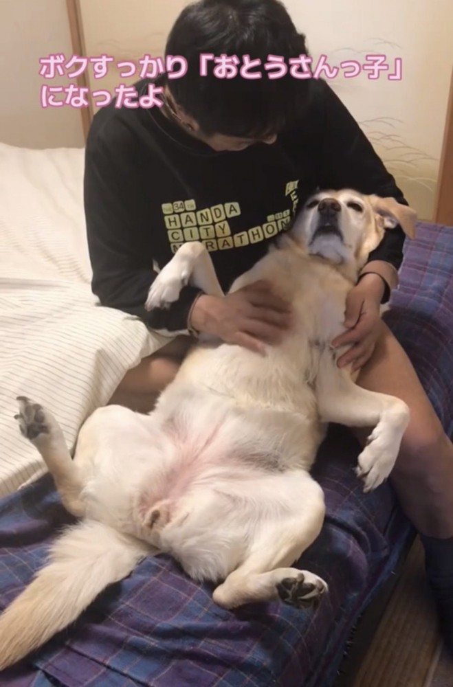 人の膝でくつろぐ犬