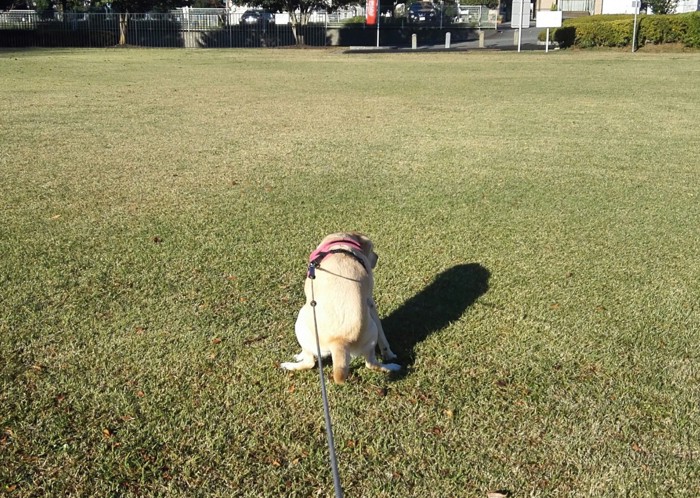 犬がウンチをしている写真