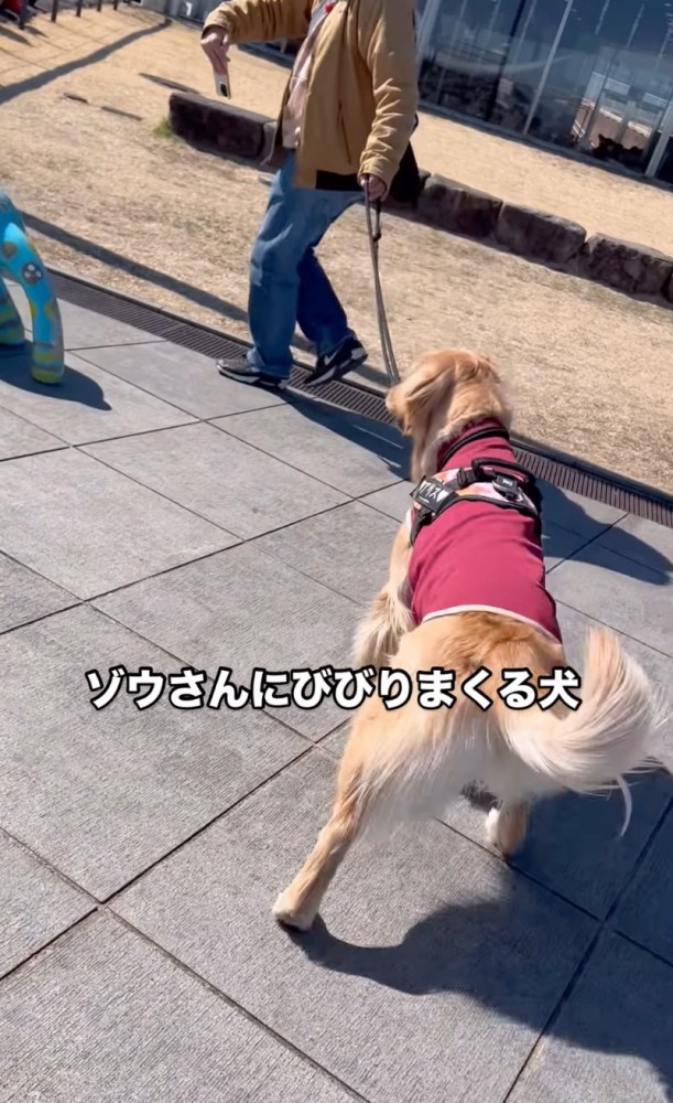 迂回しながら近づく大型犬