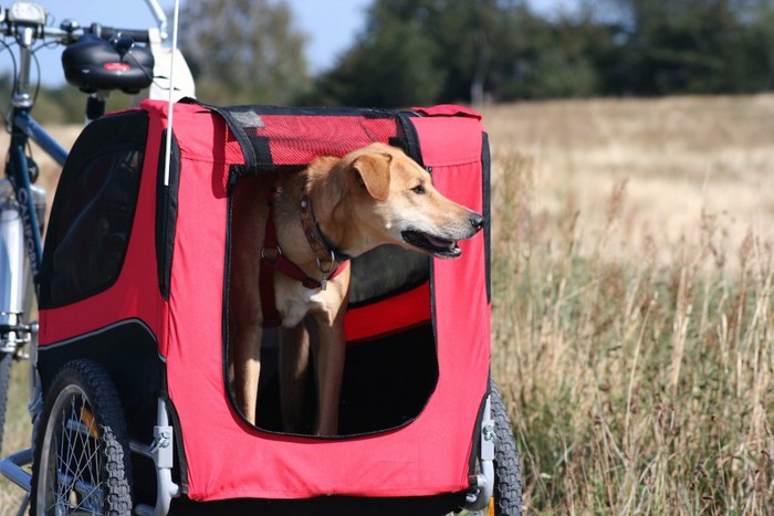 自転車で引くケージに入る中型犬