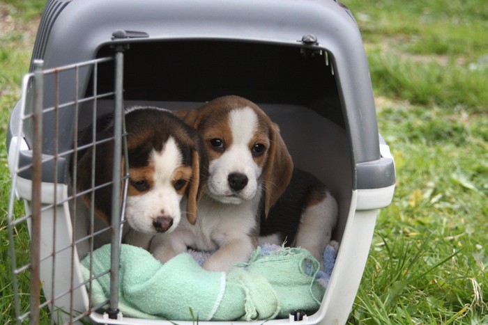 クレートに入った二匹のビーグル犬