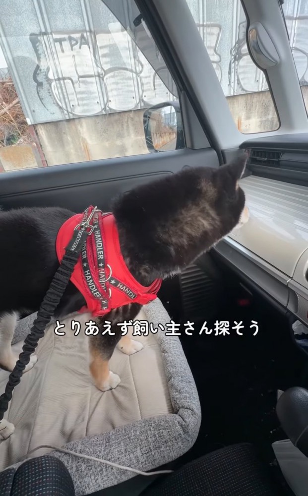 車の中で過ごす柴犬
