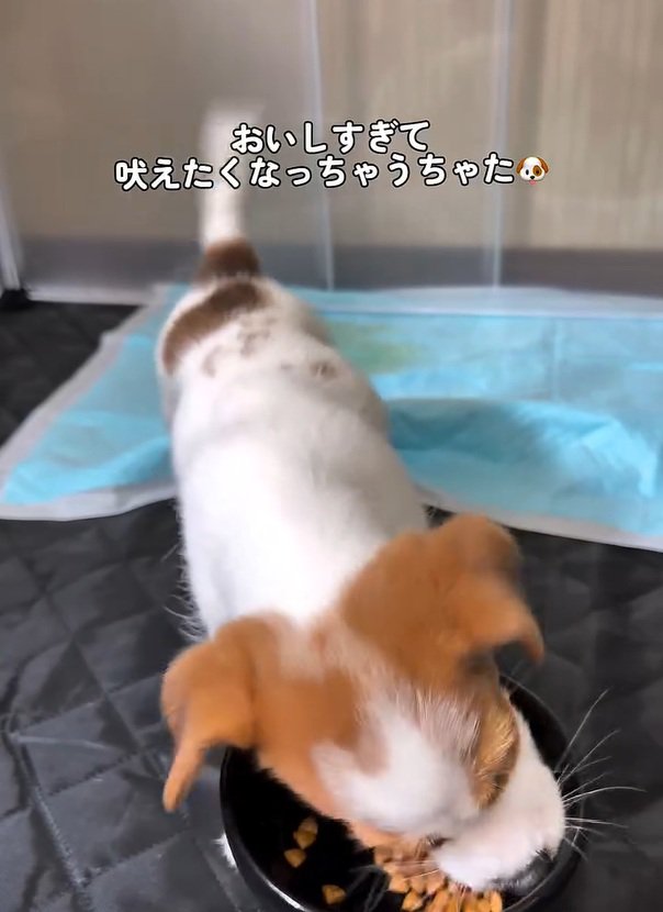 ごはんを食べる茶太郎くん1