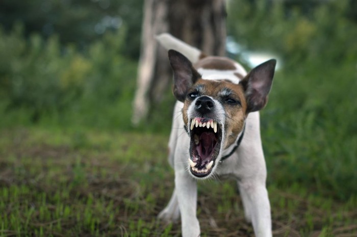 激しく威嚇する犬