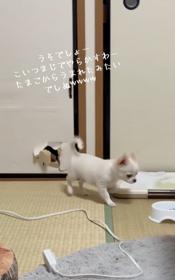 歩く凛くん
