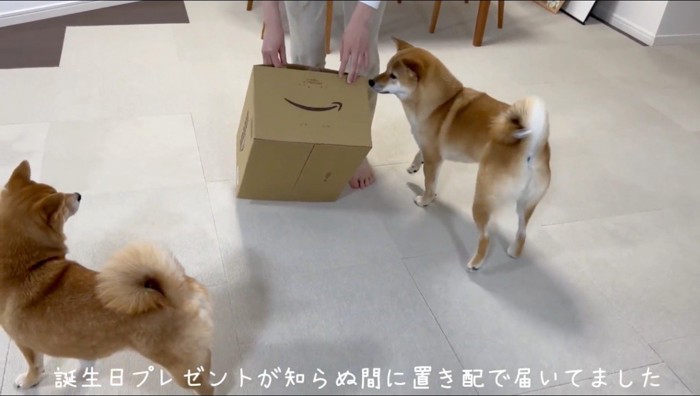 荷物の入った箱を開けようとする女性のそばに集まる2匹の柴犬