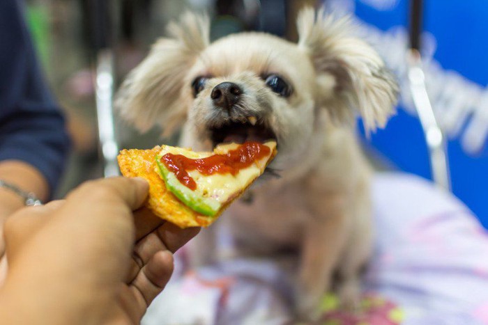 ピザを食べる犬