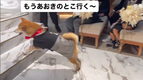 リングドッグに挑戦する大吉くん8