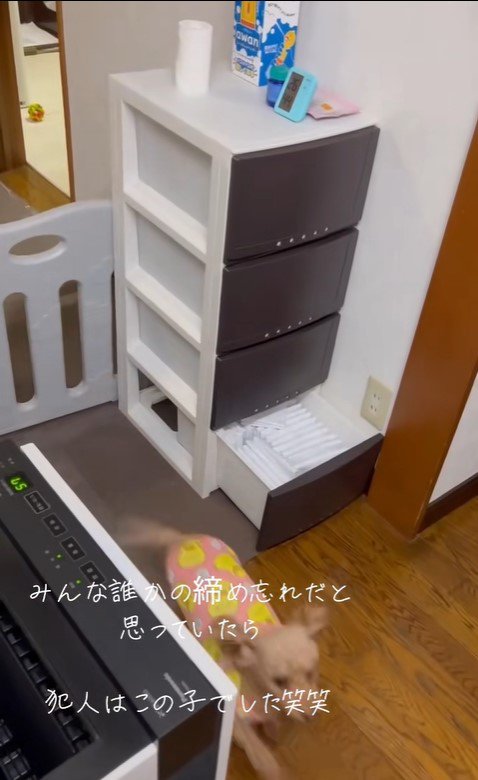 収納棚を開けて脱走するぽぽちゃん⑩
