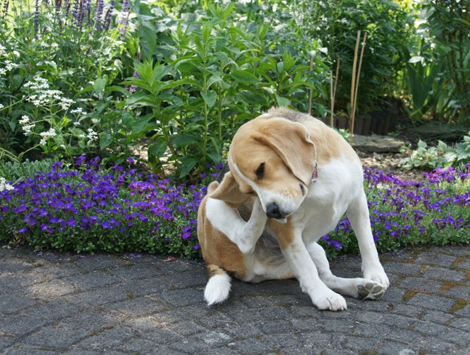 足で頭を掻いている犬