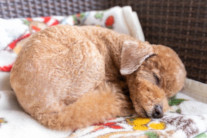 丸まって眠るトイプードル