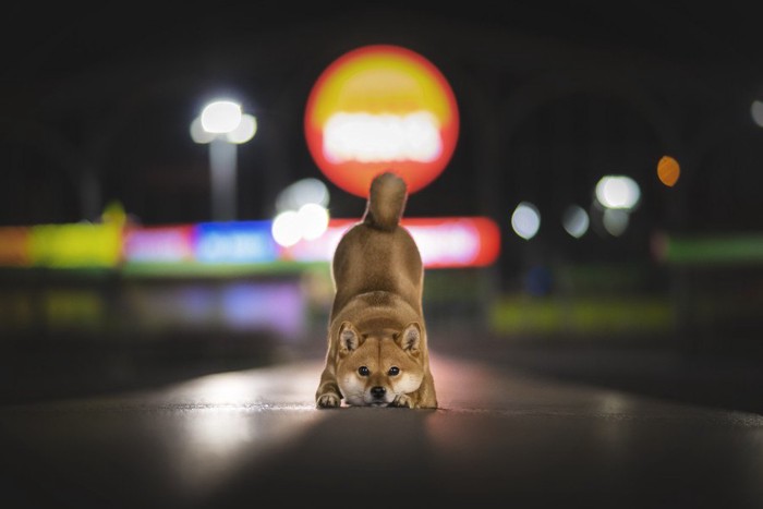 お尻を挙げている柴犬