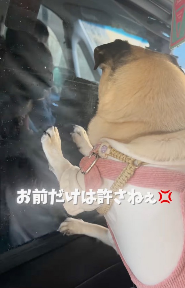 窓ガラスをひっかく犬