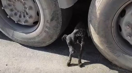 車の下に隠れる犬