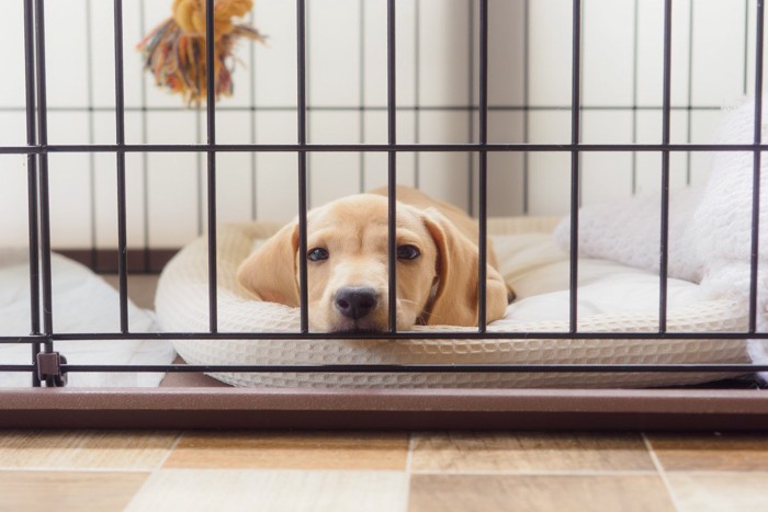 ケージの中で伏せる子犬