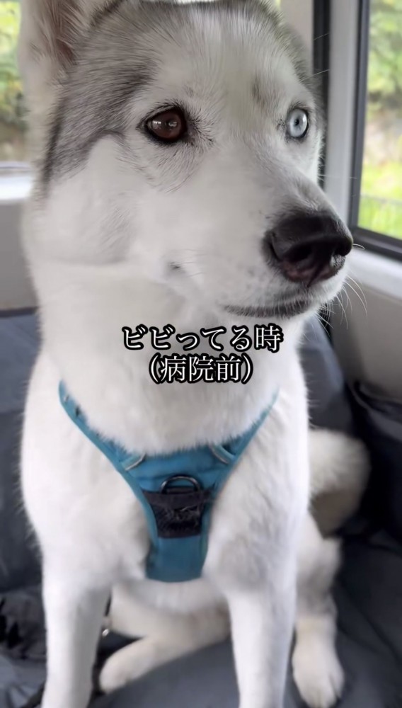 車内で目を見開く犬
