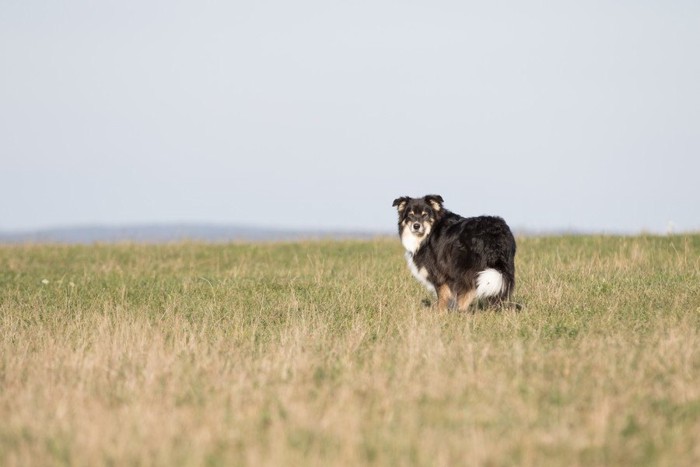 草むらの中、振り返る犬