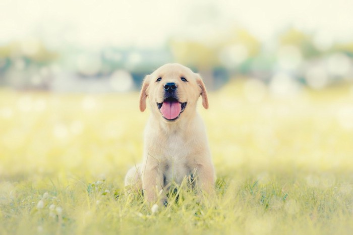 笑顔で座るラブラドールの子犬