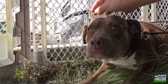 人の手を受け入れる犬