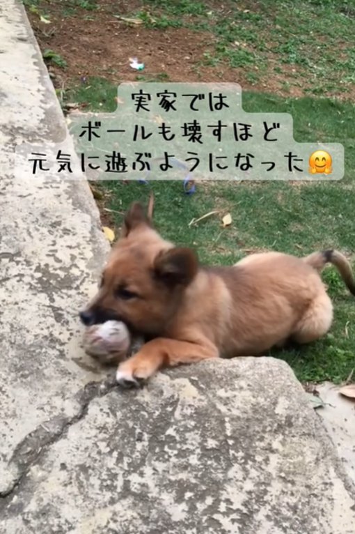 ボールを噛む犬