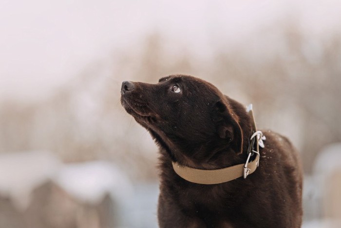 耳を倒し不安げに見つめる犬