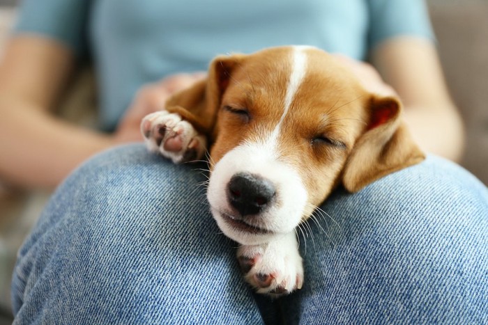 飼い主の膝の上で幸せそうに眠る犬