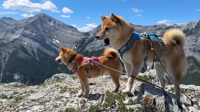 山と犬2匹