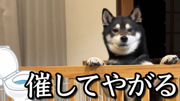 トイレに行きたいようです!