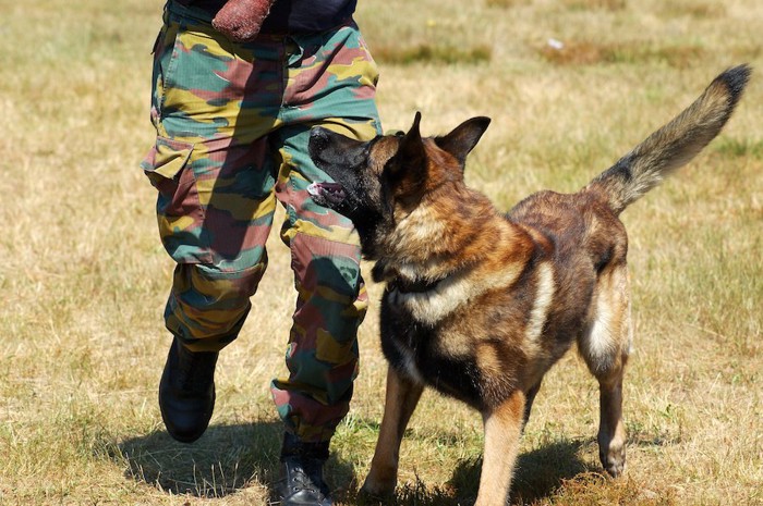 訓練中の軍用犬