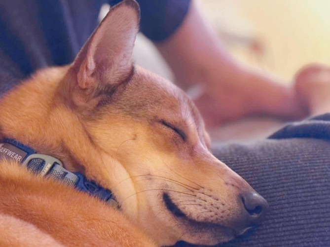 風ちゃんとの出会い6