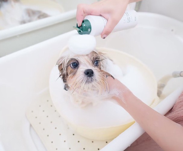 シャンプー台で体を洗われる子犬