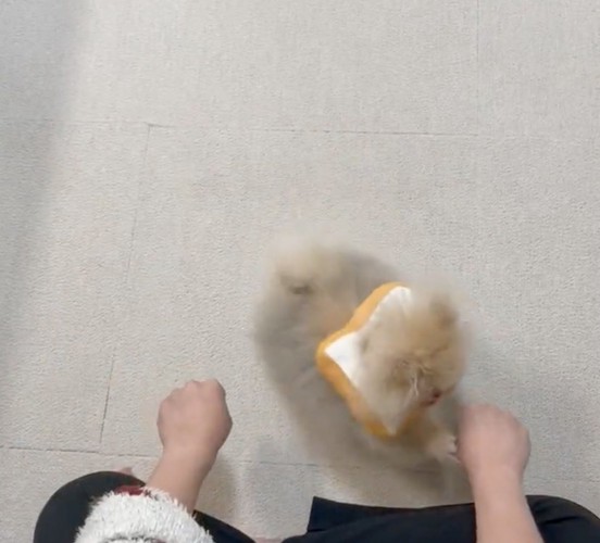 手を前足で叩く犬