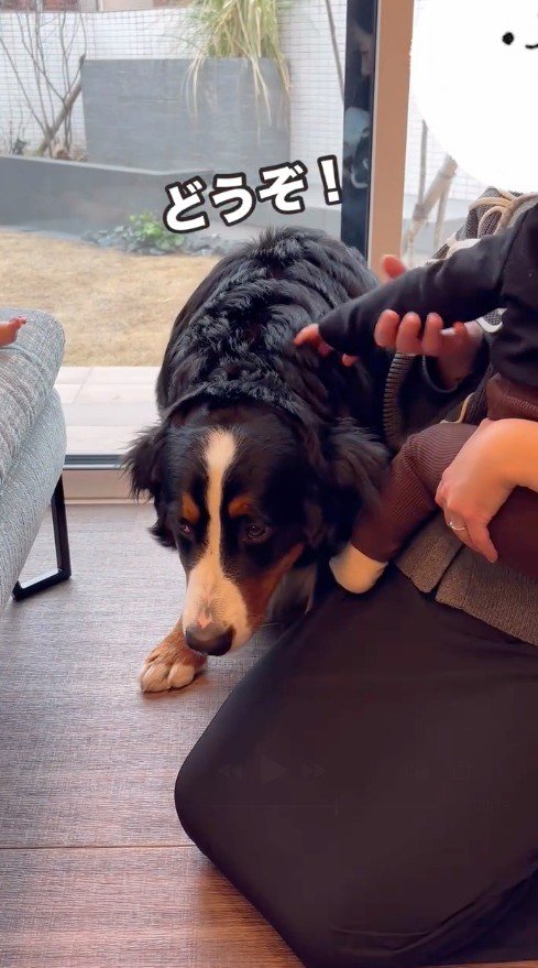 頭を下げる犬