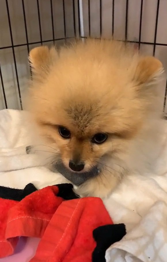 上目遣いのチャックくん