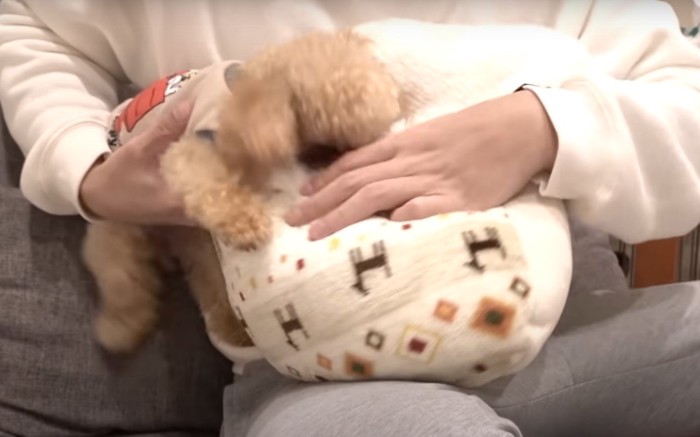 クッションを噛もうとする犬を止める人