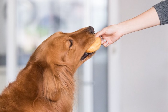 飼い主が差し出したドーナツを食べている犬