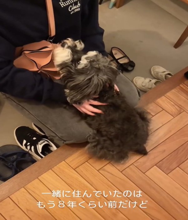 見つめる犬2