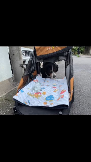 元気なシニア犬