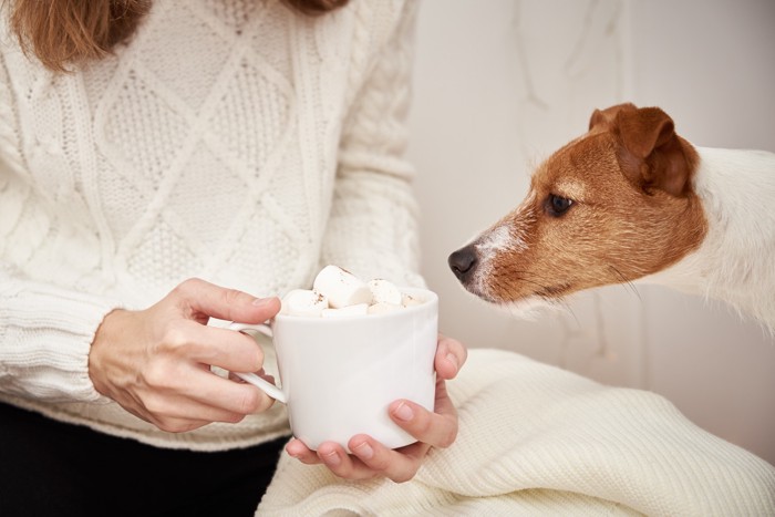 飼い主が手に持つマグカップのマシュマロに興味を示す犬