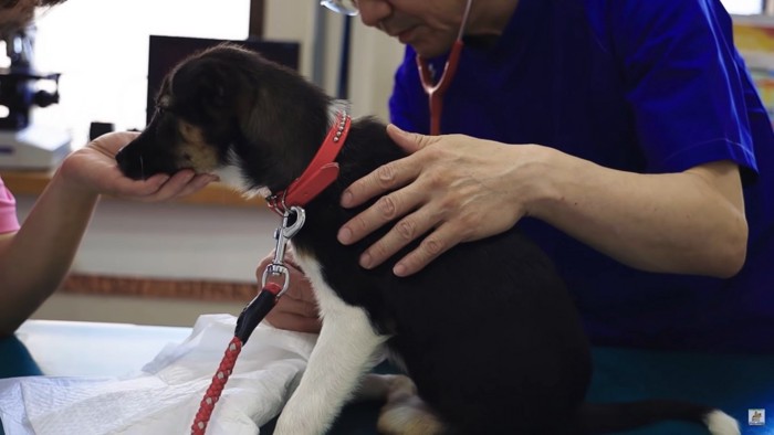 獣医に診察される犬