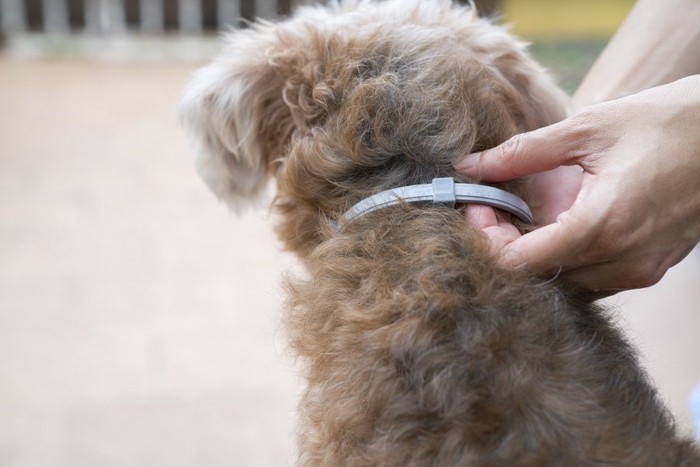 犬の後ろ姿、首輪を掴む手