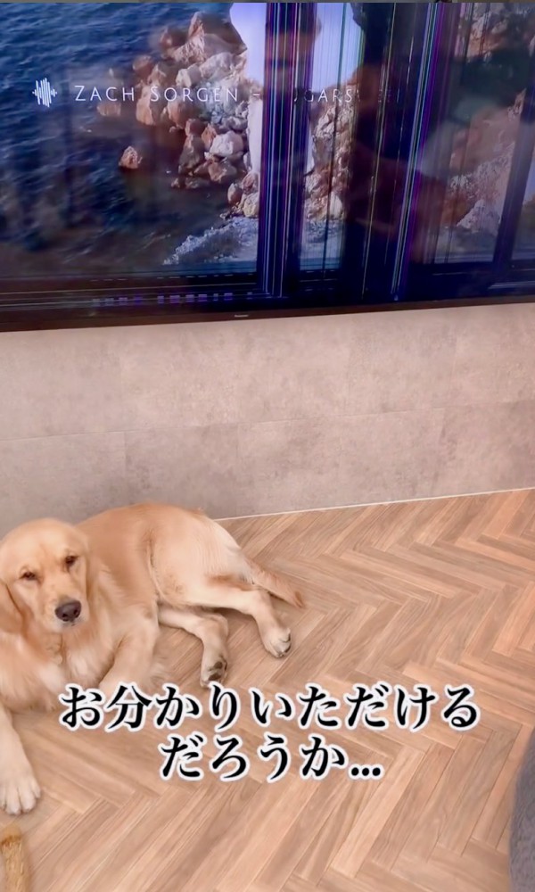 TVの下で寝そべる犬