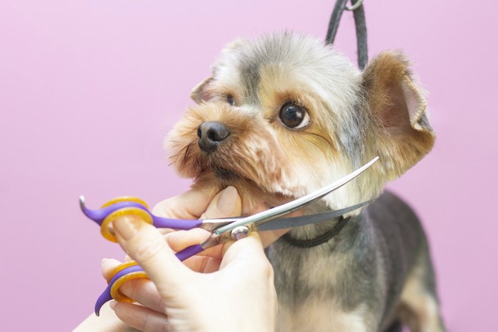 顔周りの毛をカットしてもらう犬